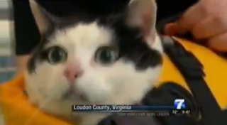 Illustration for article titled The Most Beautiful Modern Art: News Chyrons Featuring Cats